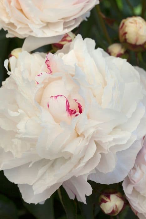 peony 'Shirley Temple'