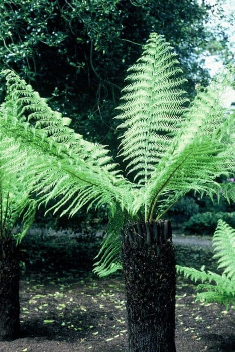 Soft tree fern