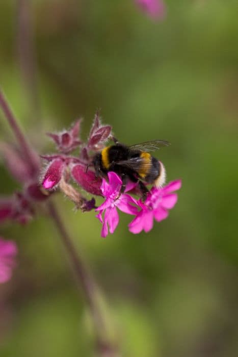 red campion