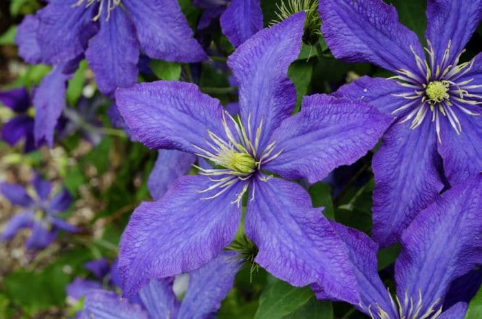 clematis 'Rhapsody'