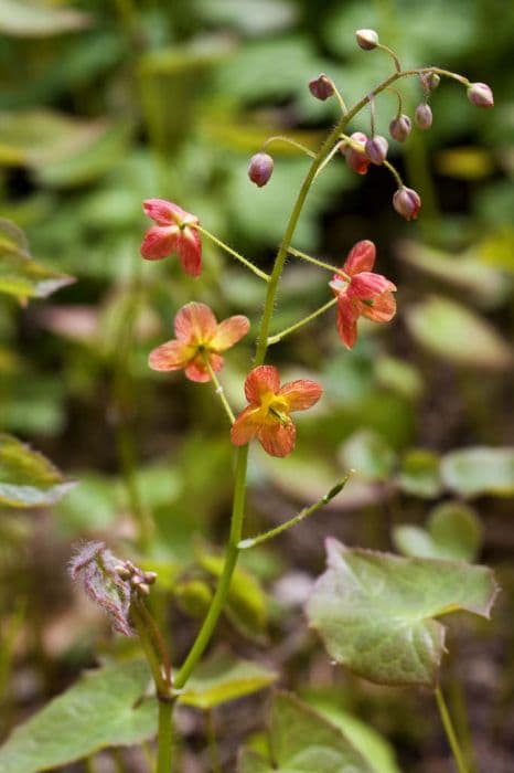 Warley epimedium