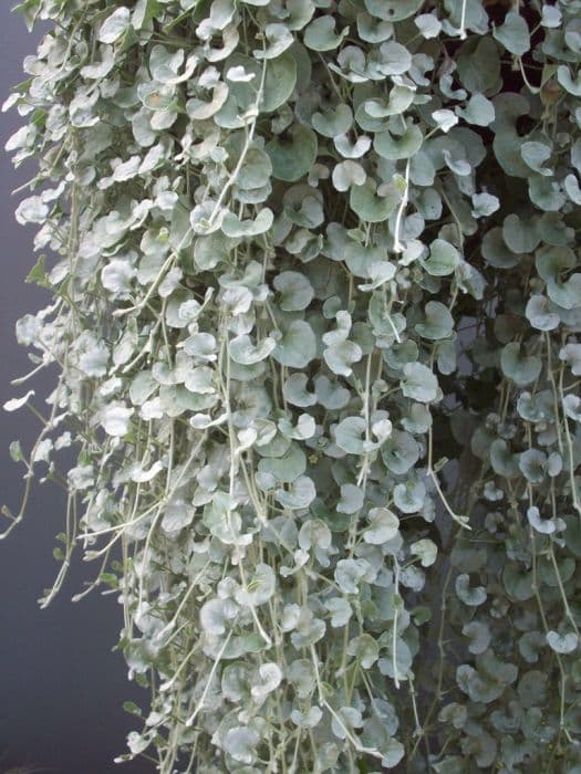 silver nickel vine 'Silver Falls'