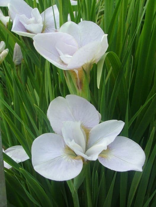 Siberian iris 'Simple Gifts'