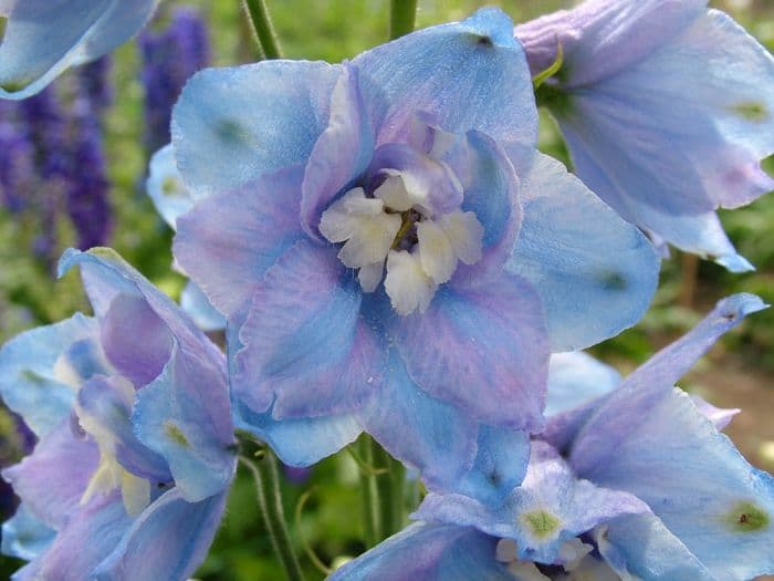 delphinium 'Guardian Lavender'