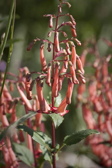 Cape figwort [Somerford Funfair Orange]