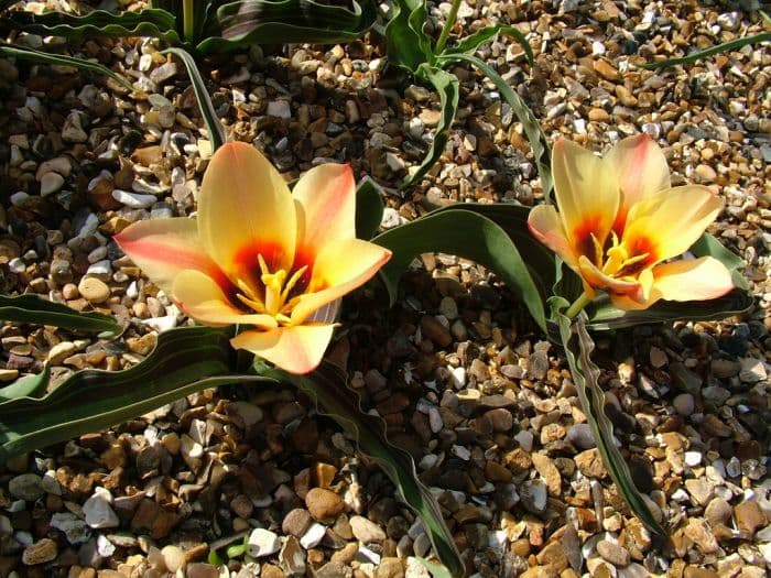 tulip 'Girlfriend'