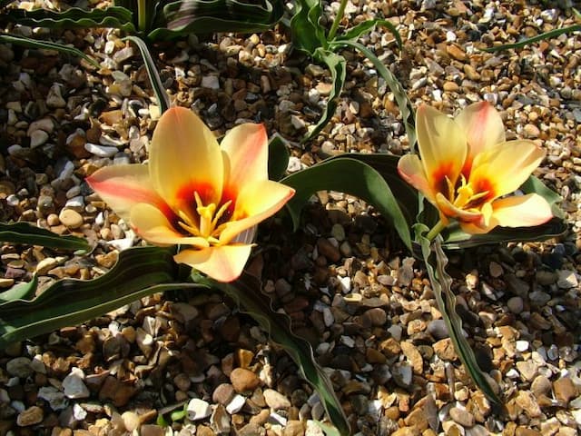 Tulip 'Girlfriend'