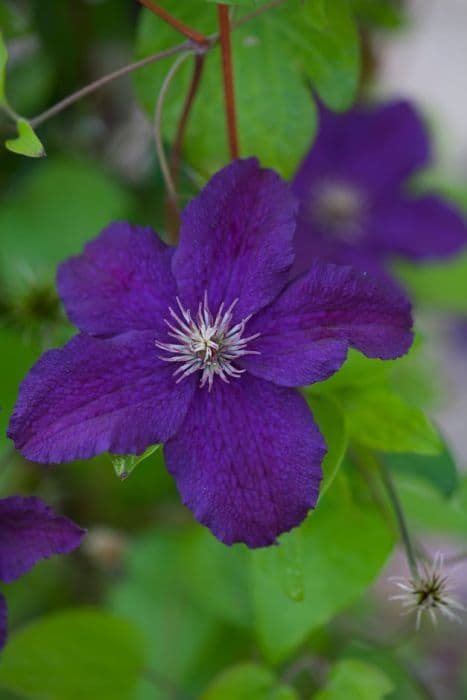 clematis 'Rasputin'