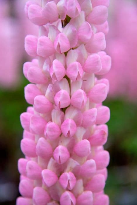 lupin 'Blossom'