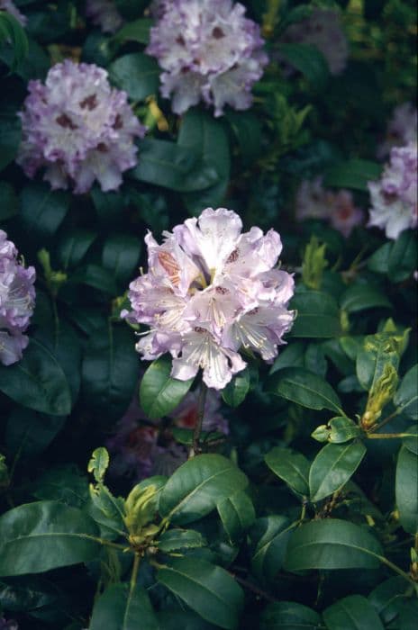 rhododendron 'Blue Peter'