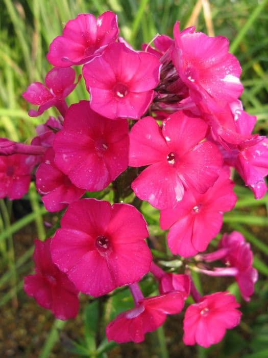 perennial phlox 'Kirchenfürst'