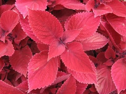 coleus [Redhead]