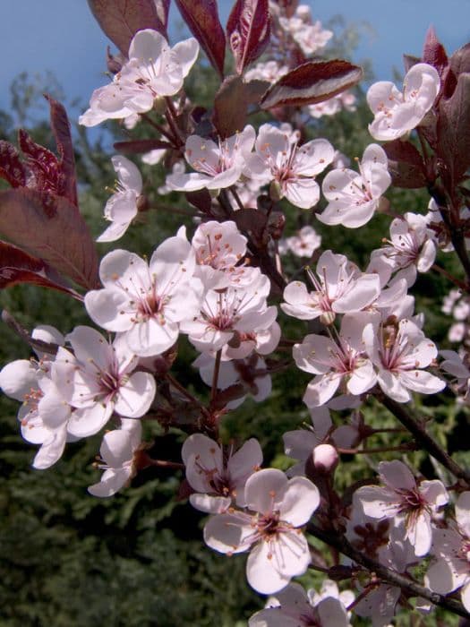 purple-leaf sand cherry