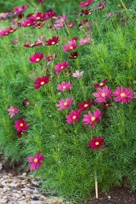 cosmea 'Casanova Red'