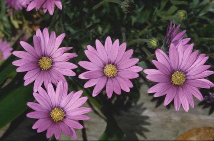 African daisy 'Blackthorn Seedling'