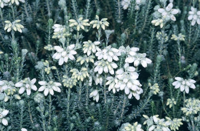 cross-leaved heath 'Con Underwood'