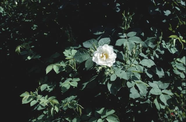 White rose of York