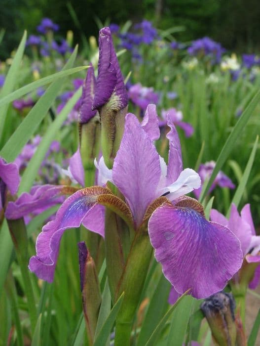 Siberian iris 'Lavendelwein'