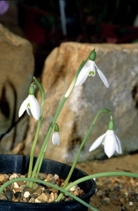 Queen Olga's snowdrop