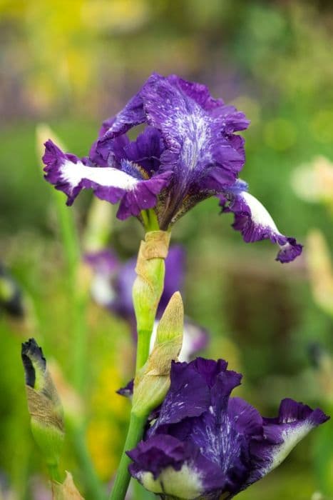 iris 'Stepping Out'