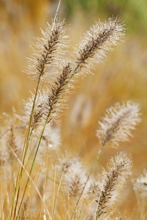 Chinese fountain grass