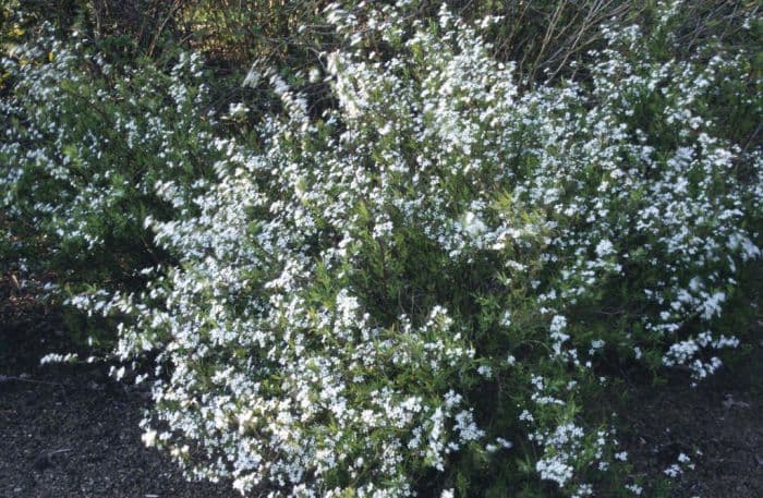 Thunberg spiraea