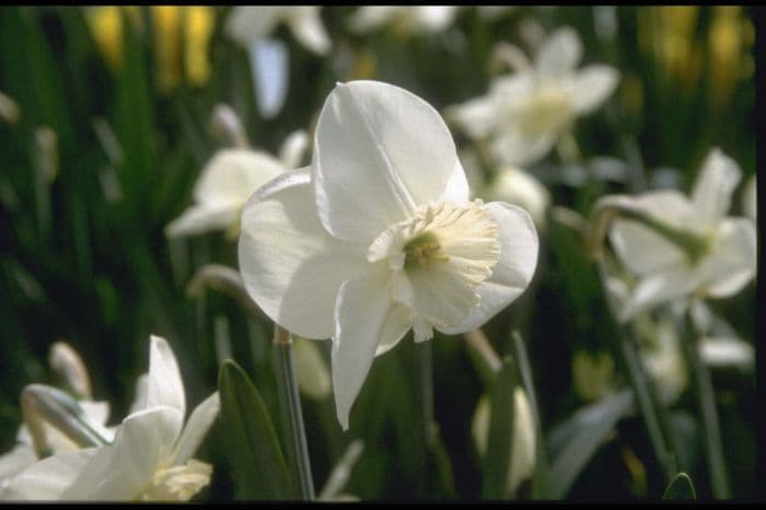 daffodil 'Verona'