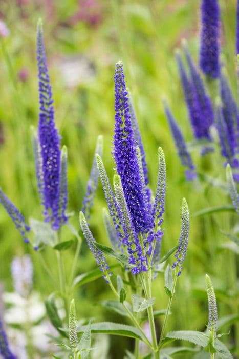 garden speedwell 'Marietta'