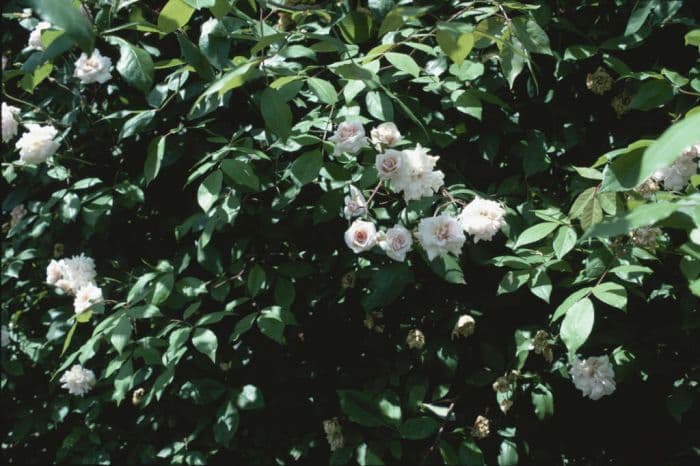 rose 'Climbing Cécile Brünner'