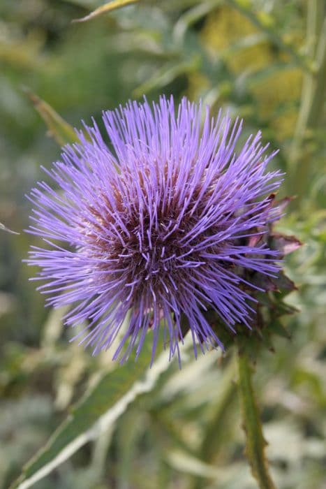 globe artichoke