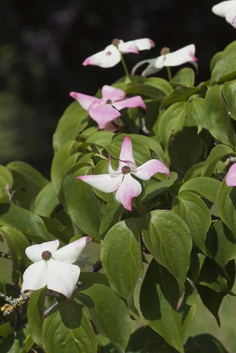 kousa 'Madame Butterfly'