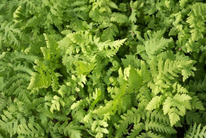 oak fern 'Plumosum'