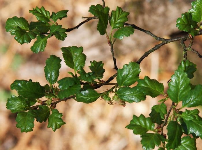 Antarctic beech