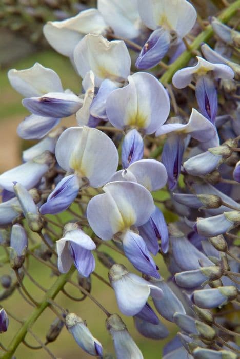 wisteria 'Caroline'