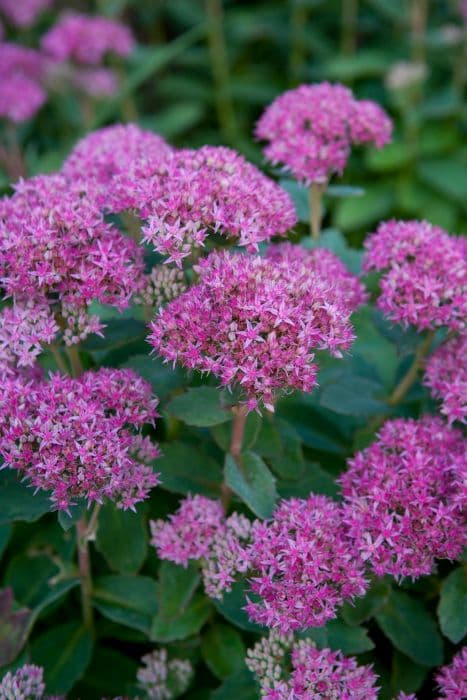 stonecrop 'Abbey Dore'