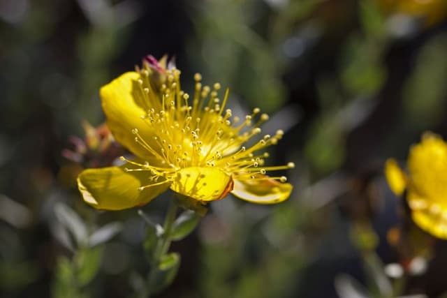 Mount Olympus St John's wort