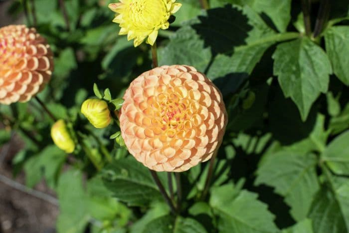 dahlia 'Jodie Wilkinson'