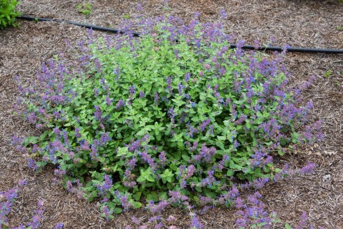 catmint 'Toria'