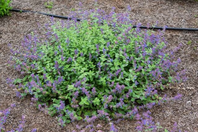 Catmint 'Toria'