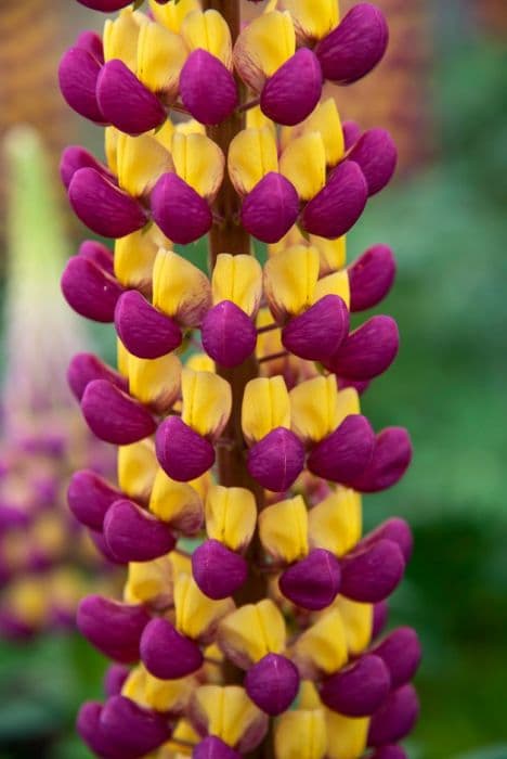 lupin 'Manhattan Lights'