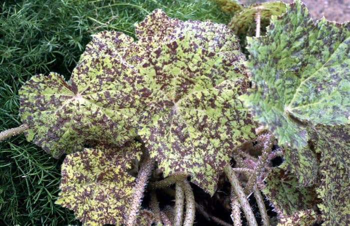 begonia 'Marmaduke'