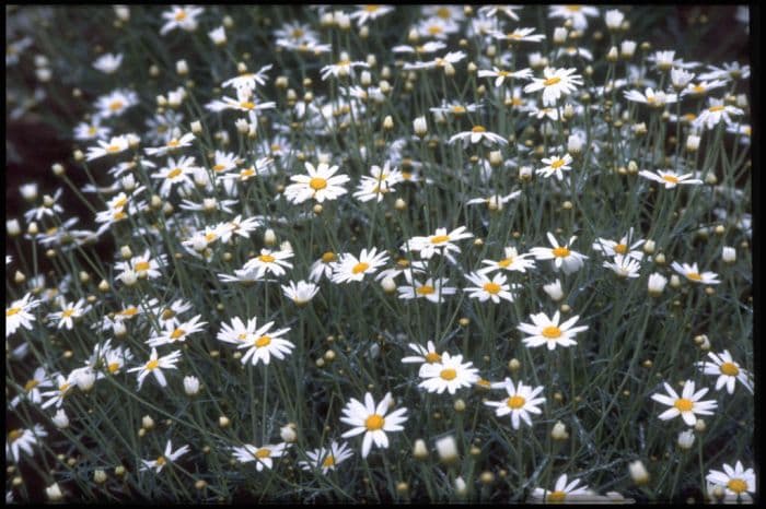 marguerite 'Snow Storm'