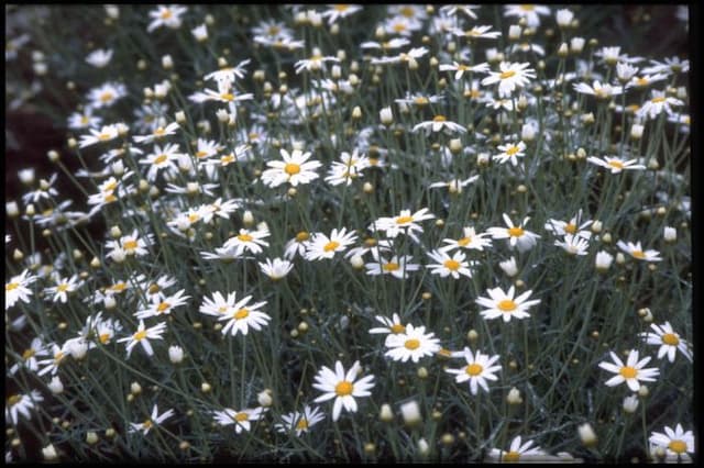 Marguerite 'Snow Storm'