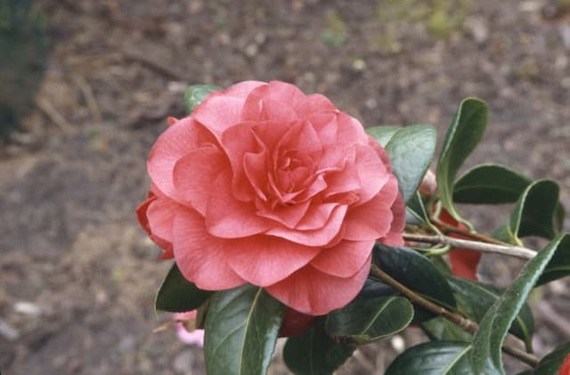 Camellia 'Les Jury'