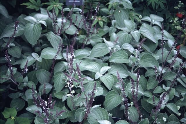 Silver spurflower