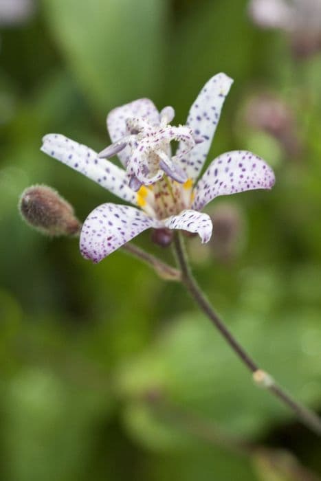 toad lily Stolonifera Group