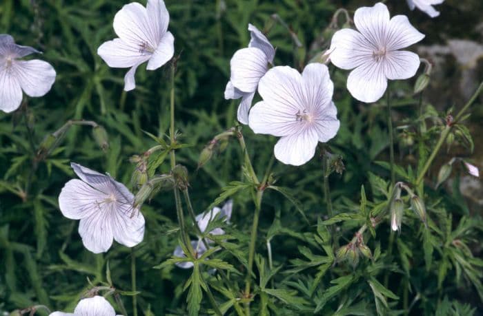 cranesbill 'Kashmir White'