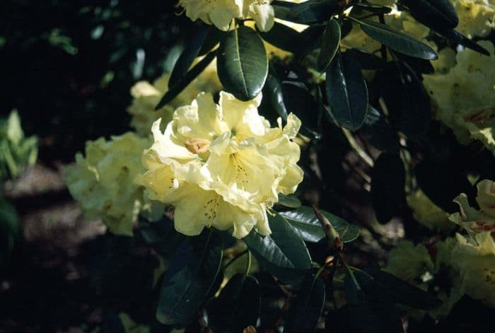 rhododendron 'Crest'