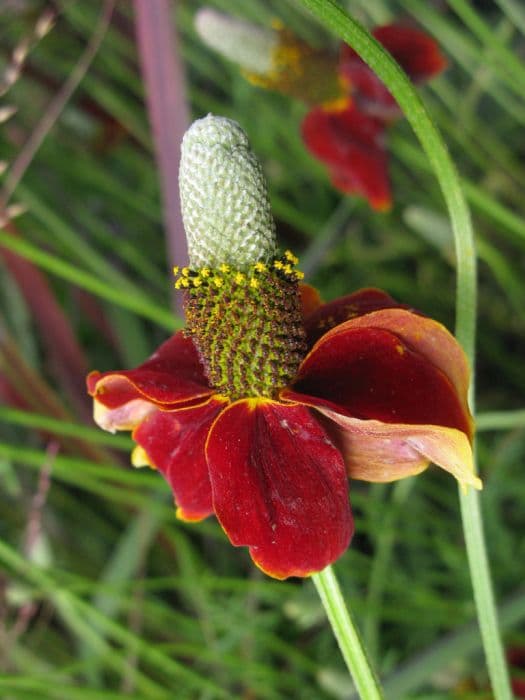 Most beautiful upright prairie coneflower