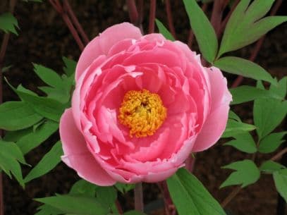 Paeonia × suffruticosa 'Eternal Camellias'